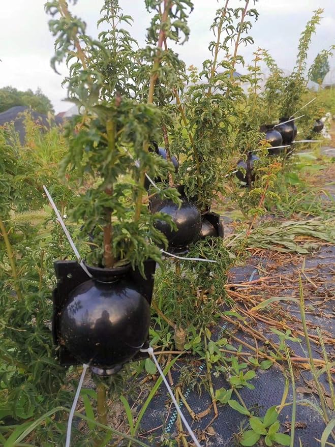 Tree Branches Propagating Pots